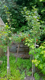 2018-06-29_11-43-23-1.webp