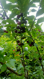 2018-06-29_11-46-09-1.webp