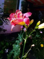 2018-07-02_18-55-11.webp