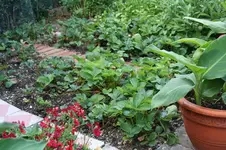 Garten Juli 12.jpg