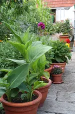 Garten Juli 13.jpg