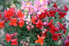 Garten Juli 3.jpg