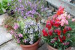 Garten Juli 11.jpg