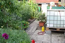 Garten Juli 7.webp