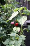 Garten Juli 4.jpg