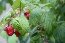 Garten Juli 10.jpg