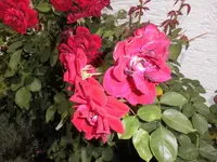 DSCI0495 (2).webp
