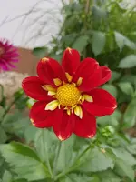 Dahlie Night Butterfly.webp