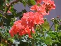 HSAM_0871.webp