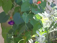 HSAM_0947.webp