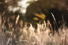 gras02.webp