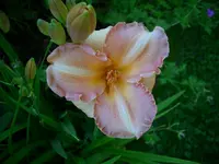 DSCI0905.webp
