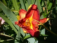 DSCI0890.jpg