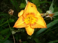 DSCI0883.jpg