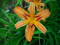 DSCI0886.webp
