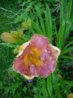DSCI0913.webp