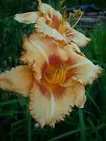 DSCI0916.webp