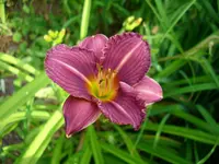 DSCI0929.webp