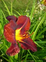 DSCI0918.webp