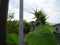 DSC00084.webp