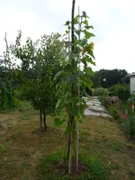 DSC00085.webp