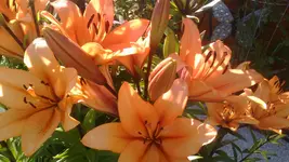 IMG_20180704_175843.jpg