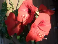 SAM_0843.jpg