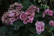 0M3A6311.webp