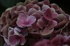 0M3A6310.webp