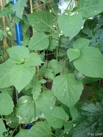 c052.webp