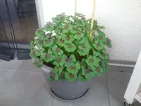 15308952001381844907442.webp