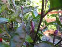 IMG_6262.jpg