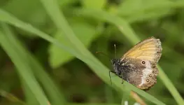 IMG_7097a.webp