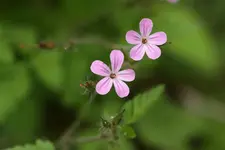 IMG_7112a.webp