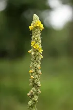 IMG_7120a.webp