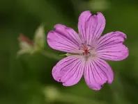 IMG_7198a.webp