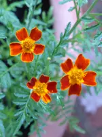 P1100178Tegetes.webp