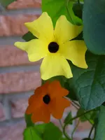 P1100177Susanne.webp