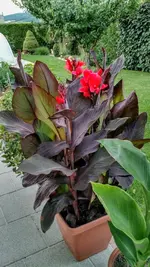 IMG_20180705_194255530_HDR.webp