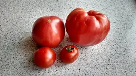 IMG_20180707_124226537_HDR.webp
