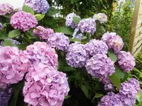 Hortensie Blüten Juli 1.webp