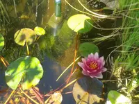 Seerose.webp