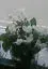1323331861916464_1.webp
