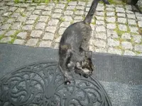IMGP6428.webp