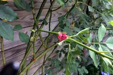 Ansicht von links.webp