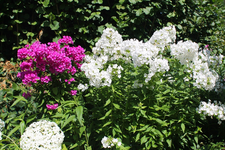 Sonntag 13.webp