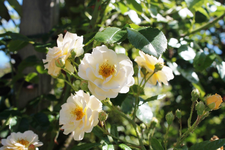 Sonntag 14.webp