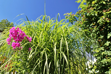Sonntag 15.webp