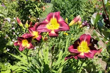 Sonntag 1.webp