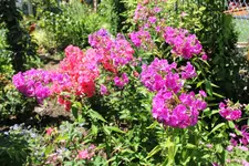 Sonntag 3.webp